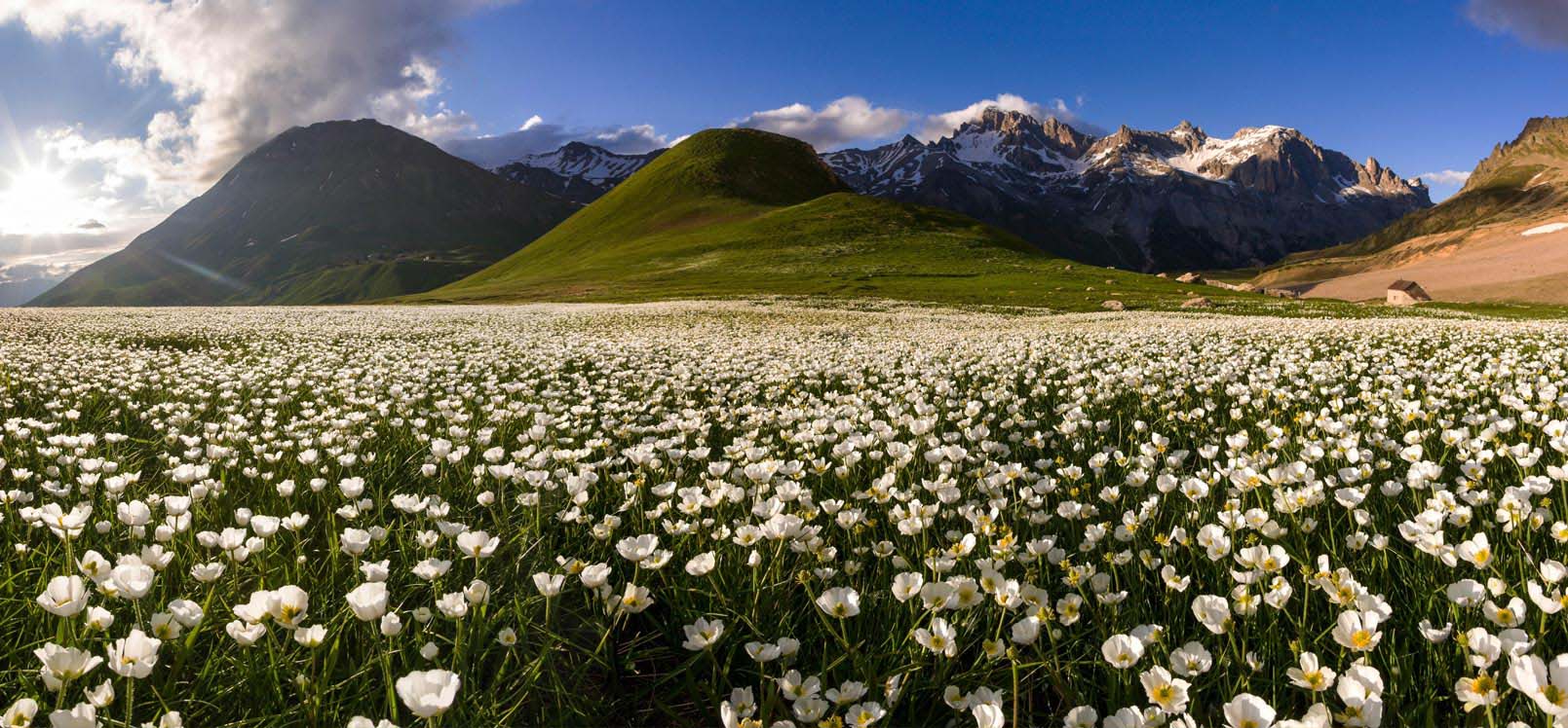 Faune et flore de montagne Hautes-Alpes