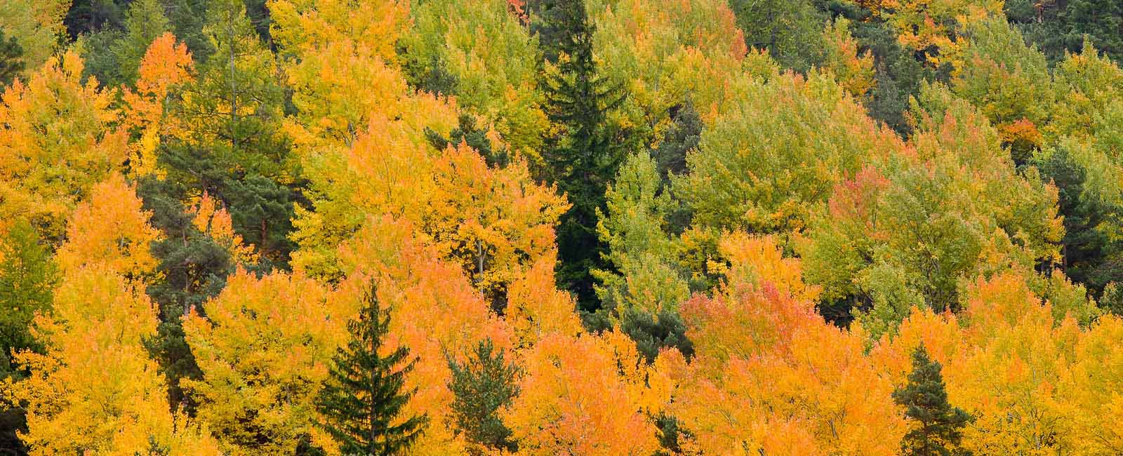 Animaux des alpes - Plantes des alpes