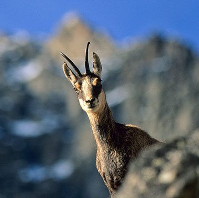 Parc National des Ecrins - Hautes-Alpes