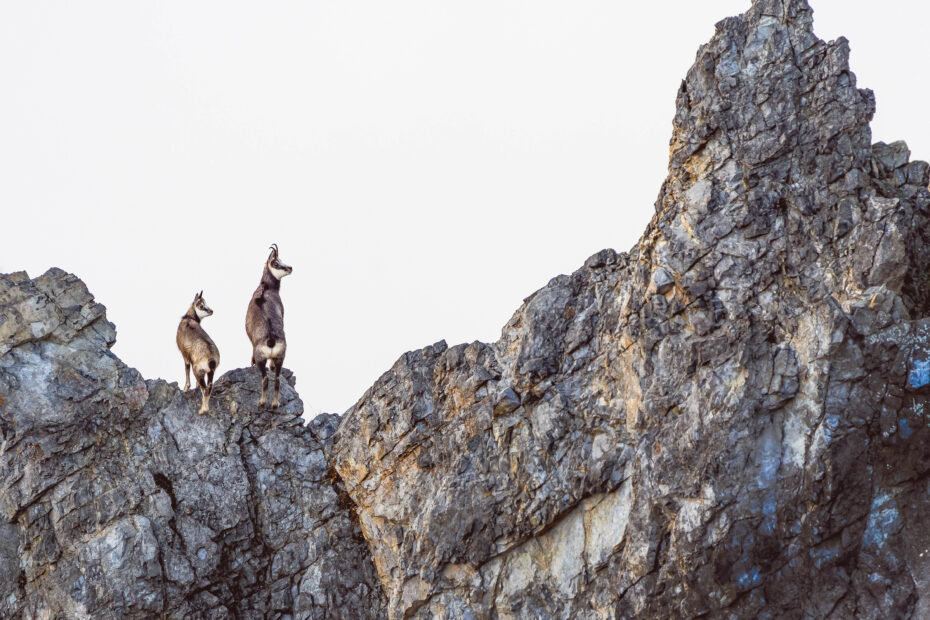 chamois, sommet, crête