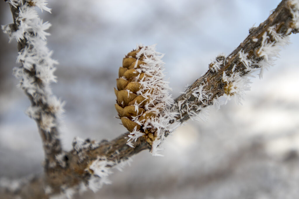 A cone clutched in frost's embrace