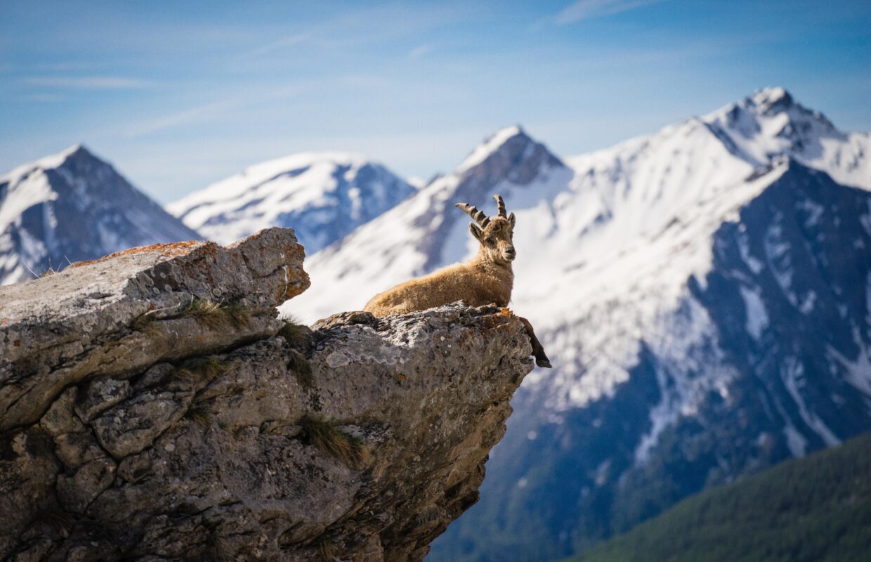 Un cabri bouquetin se réchauffe au soleil après la rudesse de l’hiver