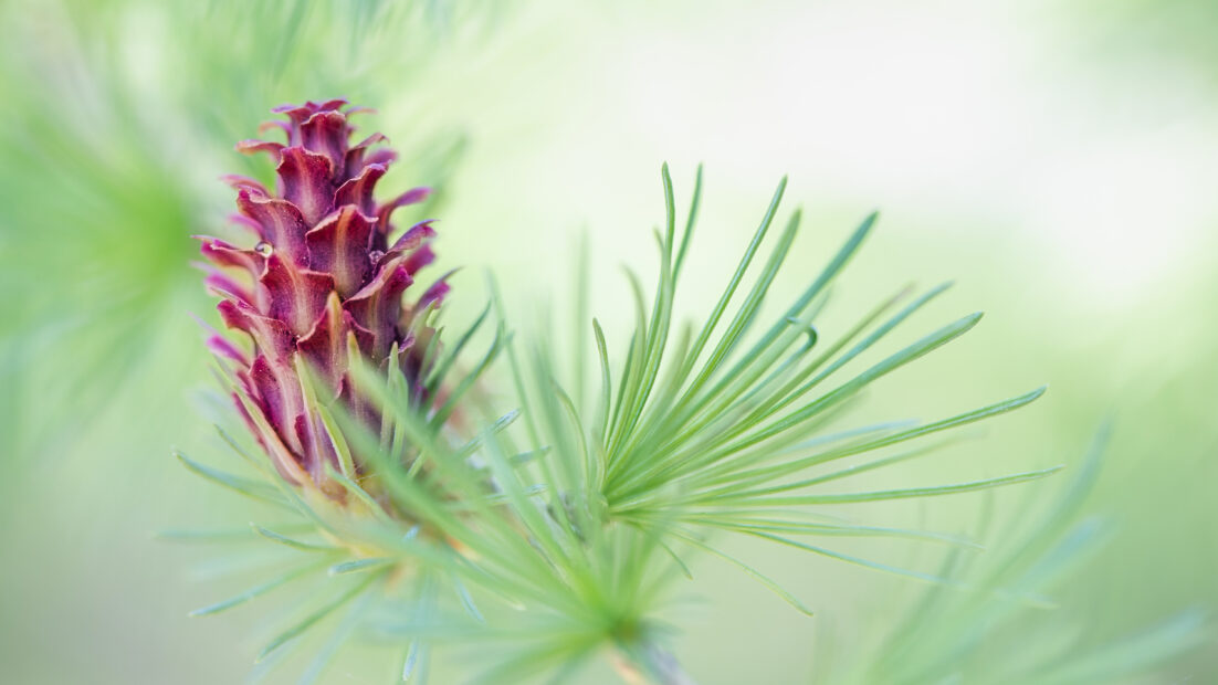Fleur de mélèze au col de Gleize - Louis Gonnet, gagnant du concours photos 2025