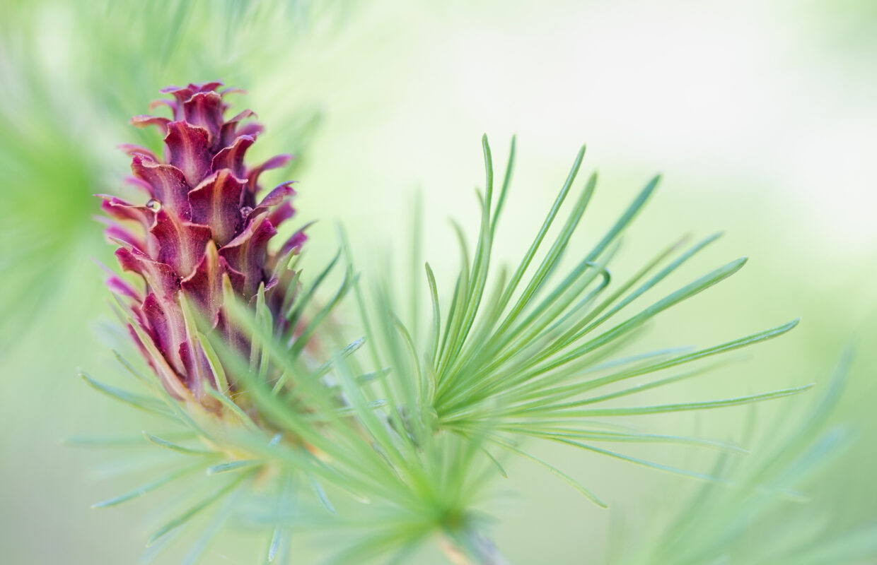 Fleur de mélèze au col de Gleize - Louis Gonnet, gagnant du concours photos 2025